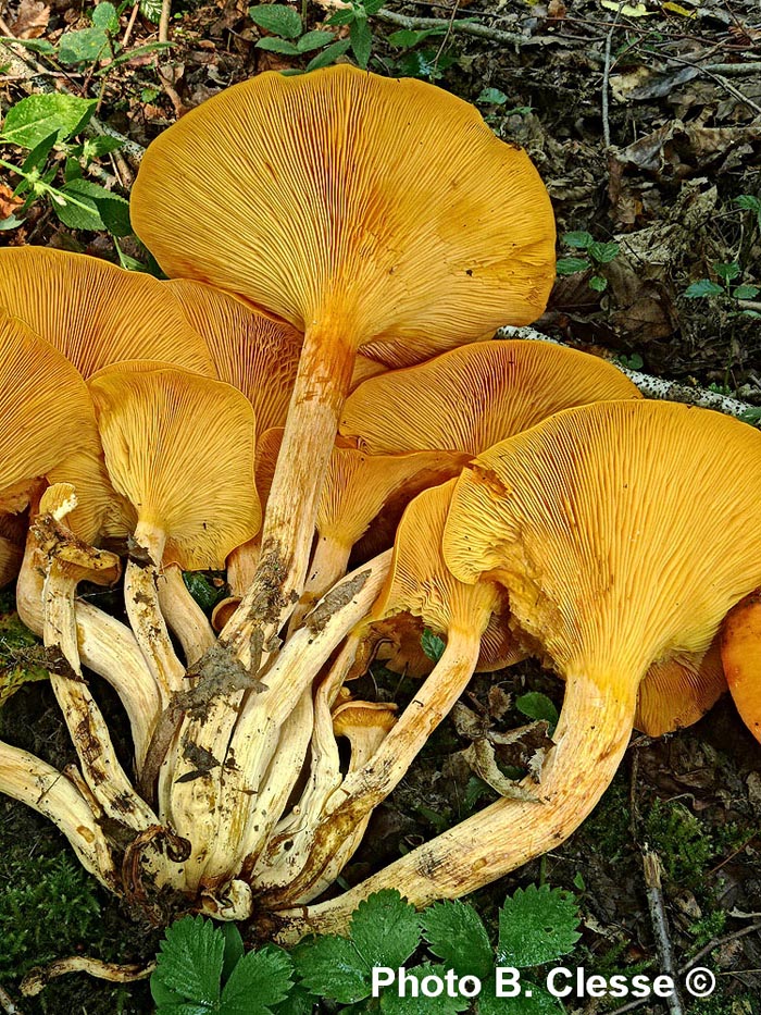 Omphalotus illudens