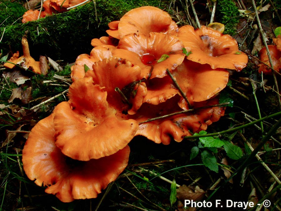 Omphalotus illudens