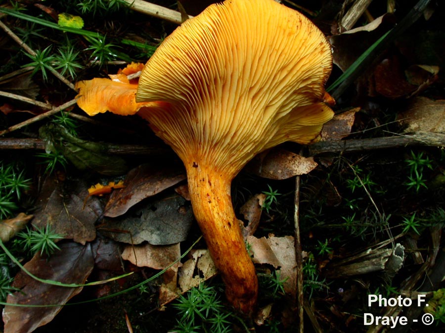 Omphalotus illudens