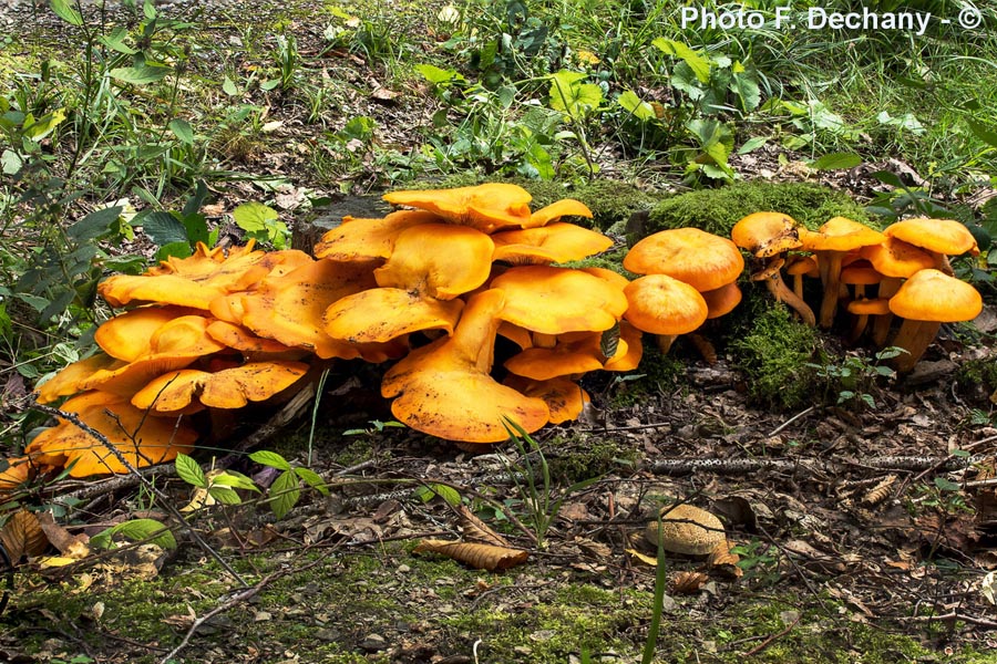 Omphalotus illudens