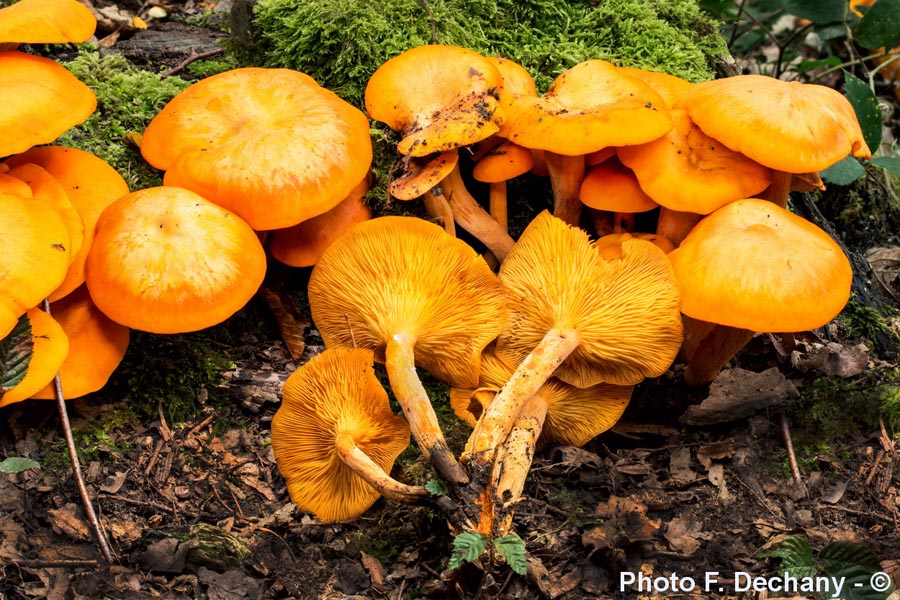 Omphalotus illudens