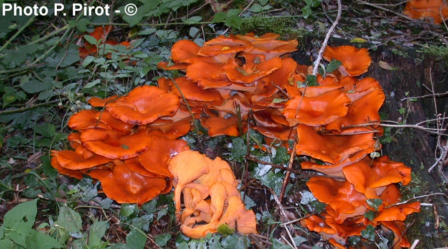 Omphalotus illudens