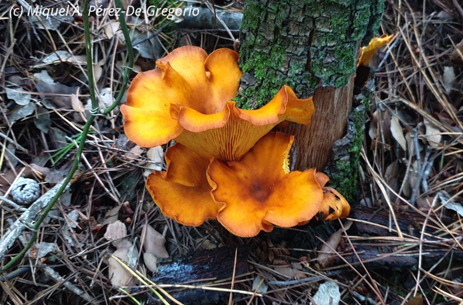 Omphalotus olearius