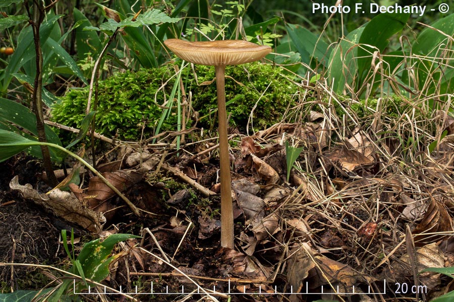 Xerula radicata (Hymenopellis radicata) (= Oudemansielle radicata, = Collybia macroura, = Collybia radicata)