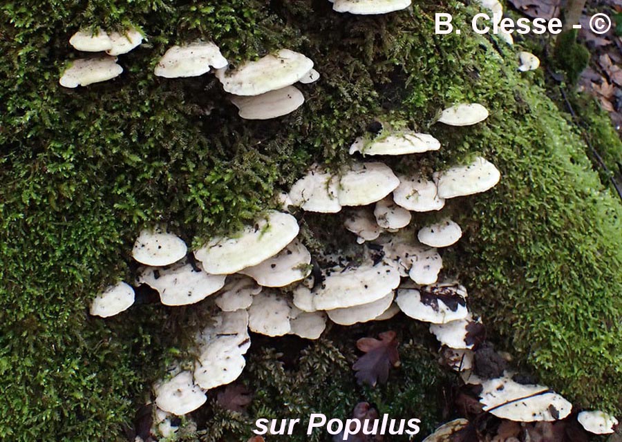 Oxyporus populinus