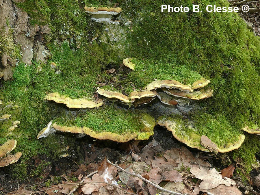 Oxyporus populinus