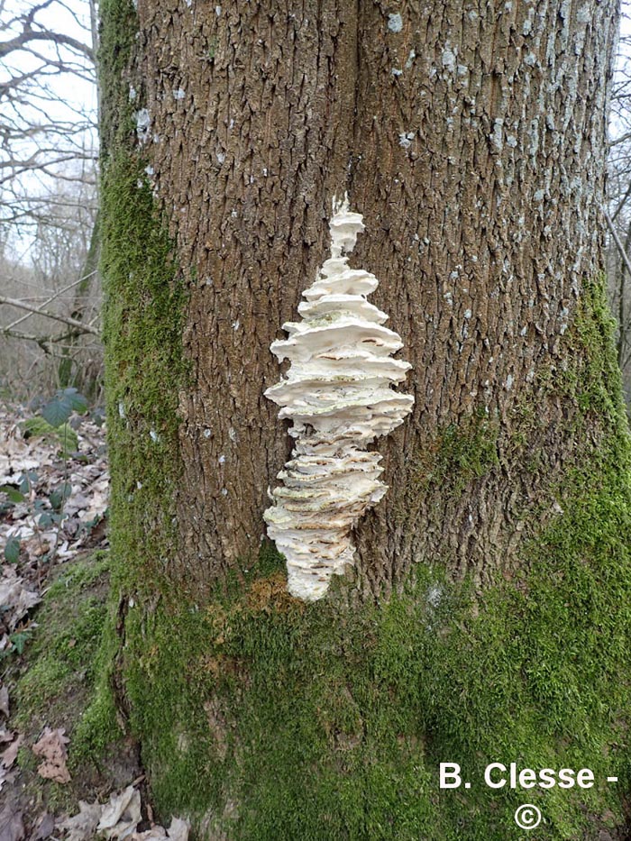 Oxyporus populinus