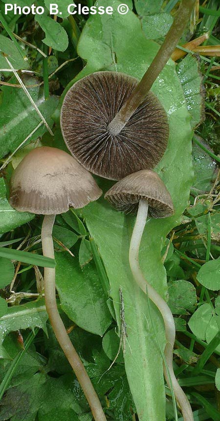 Panaeolus (= Panaeolina) foenisecii