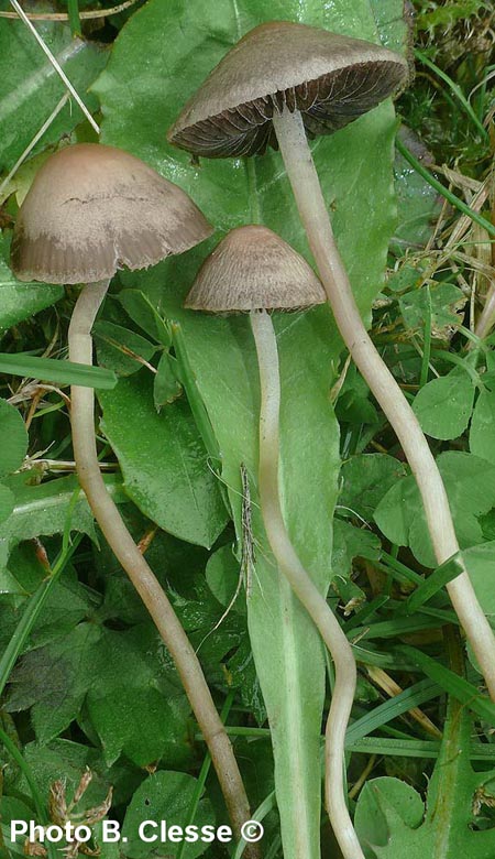 Panaeolus (= Panaeolina) foenisecii