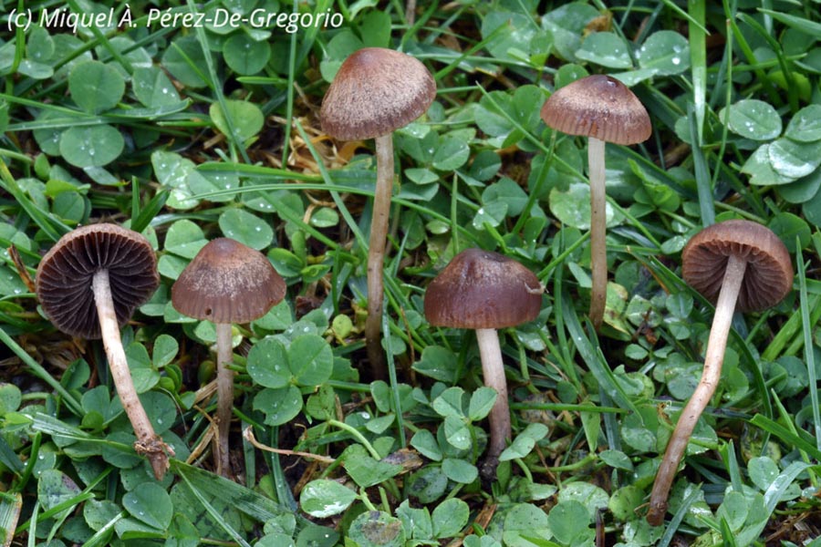 Panaeolus foenisecii (Panaeolina foenisecii)