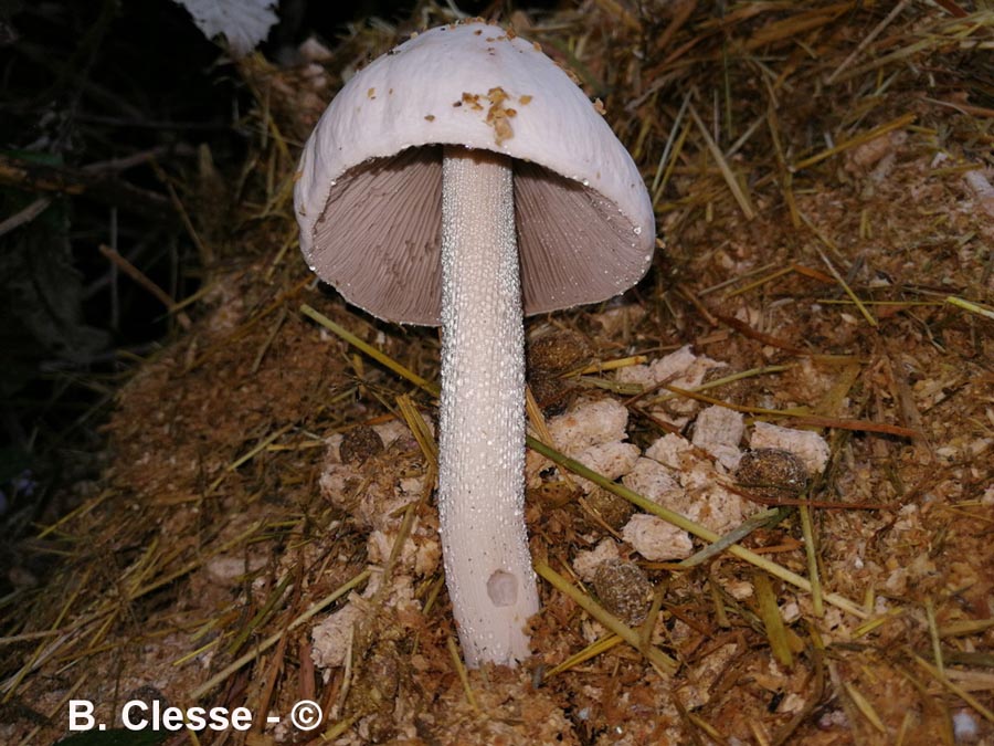 Panaeolus antillarum