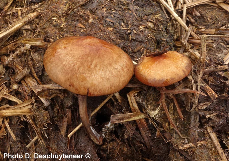 Panaeolus cinctulus (Agaricus cinctulus)