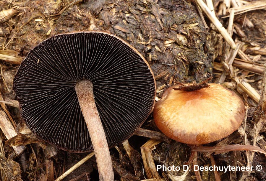 Panaeolus cinctulus (Agaricus cinctulus)