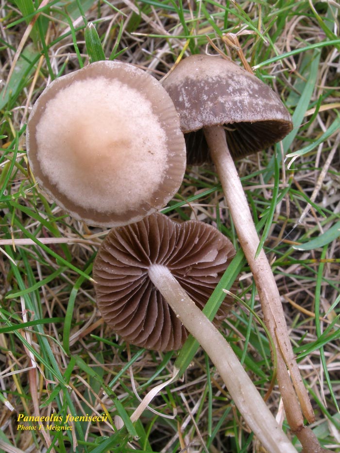 Panaeolus foenisecii (Panaeolina foenisecii)