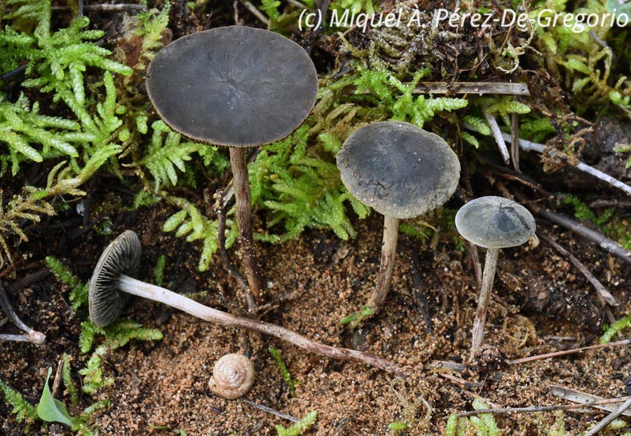 Panaeolus guttulatus