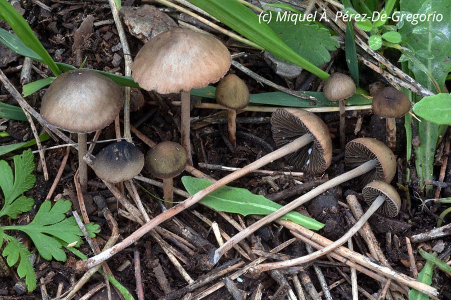 Panaeolus olivaceus