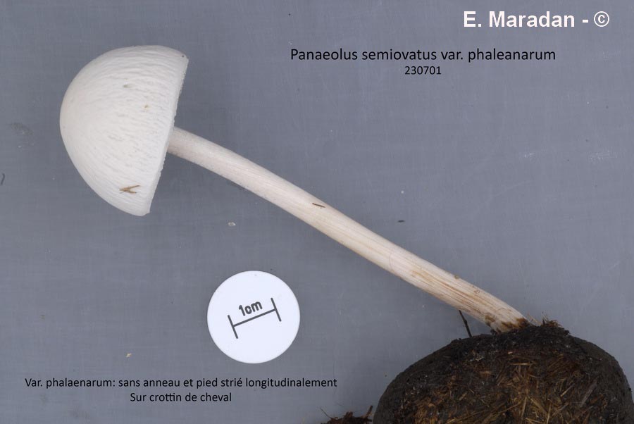 Panaeolus semiovatus (Panaeolus phalaenarum)