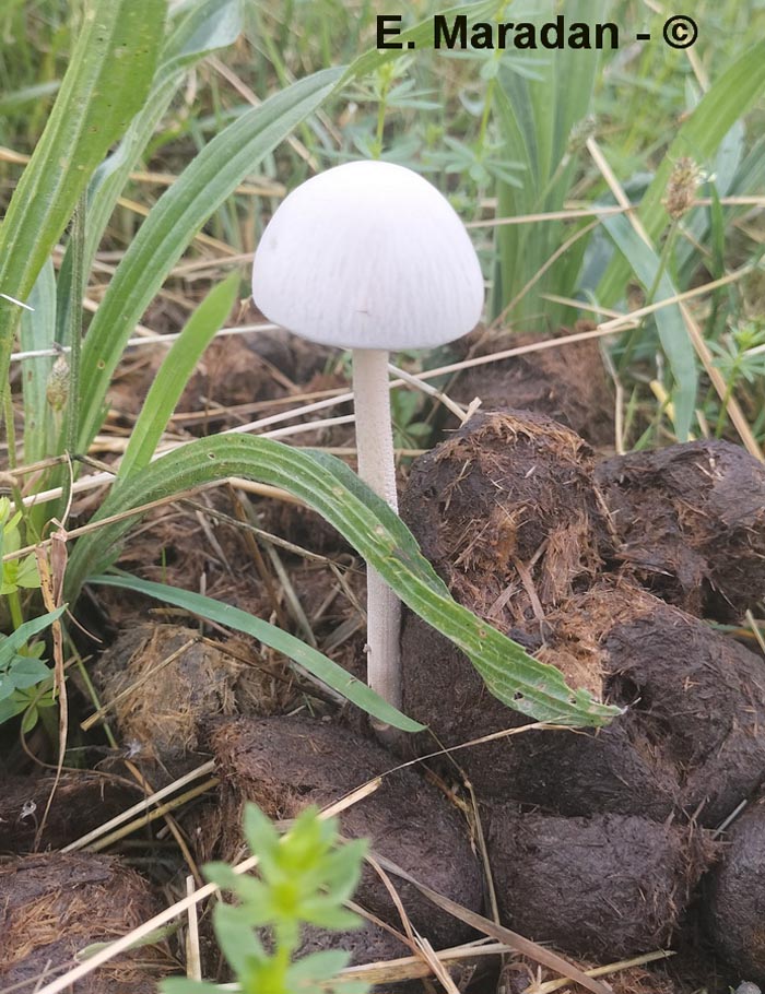 Panaeolus semiovatus (Panaeolus phalaenarum)