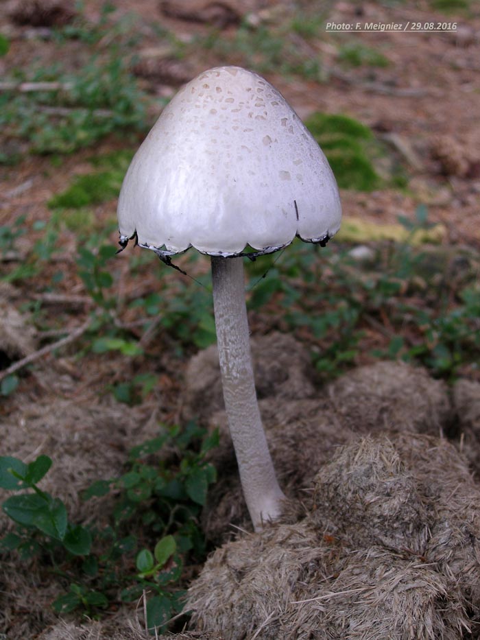 Panaeolus semiovatus