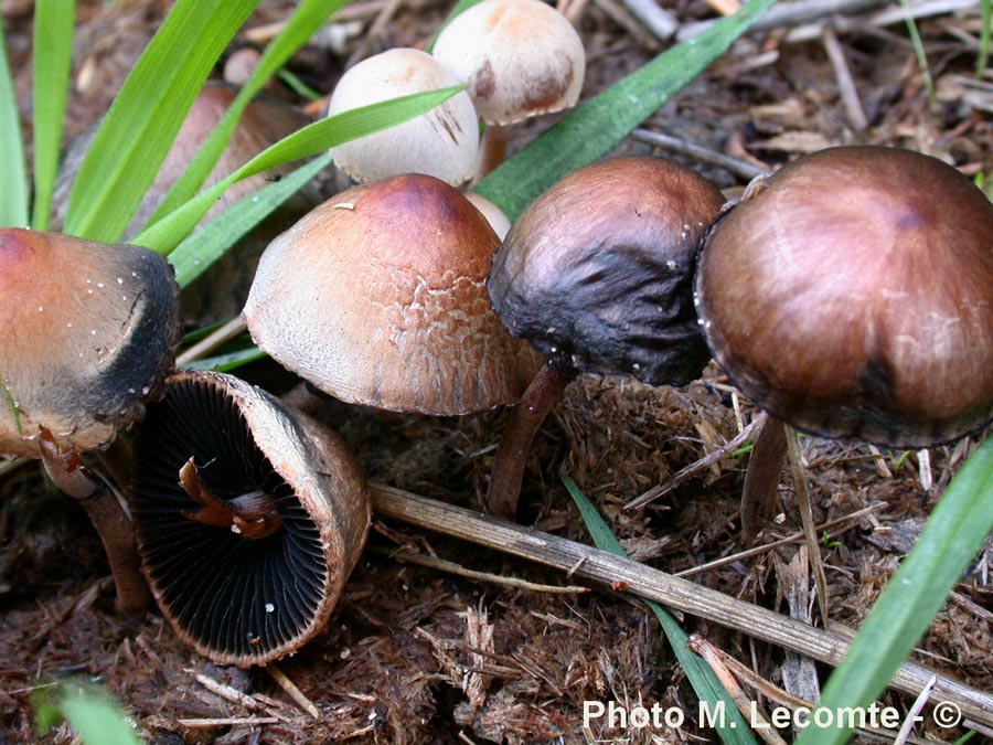 Panaeolus papilionaceus (Panaeolus sphinctrinus)