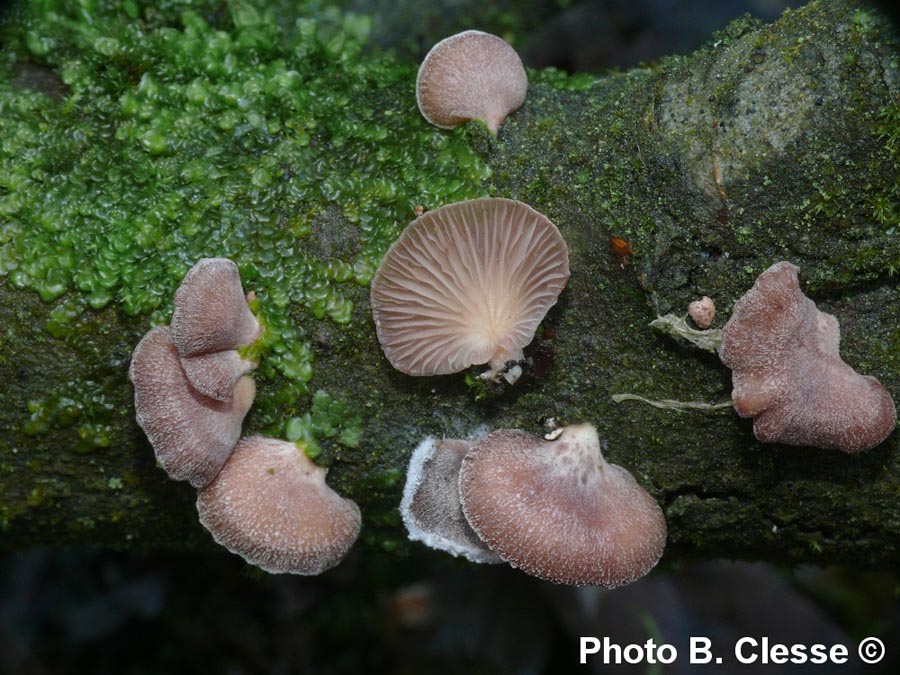 Panellus ringens (Scytinotus ringens)