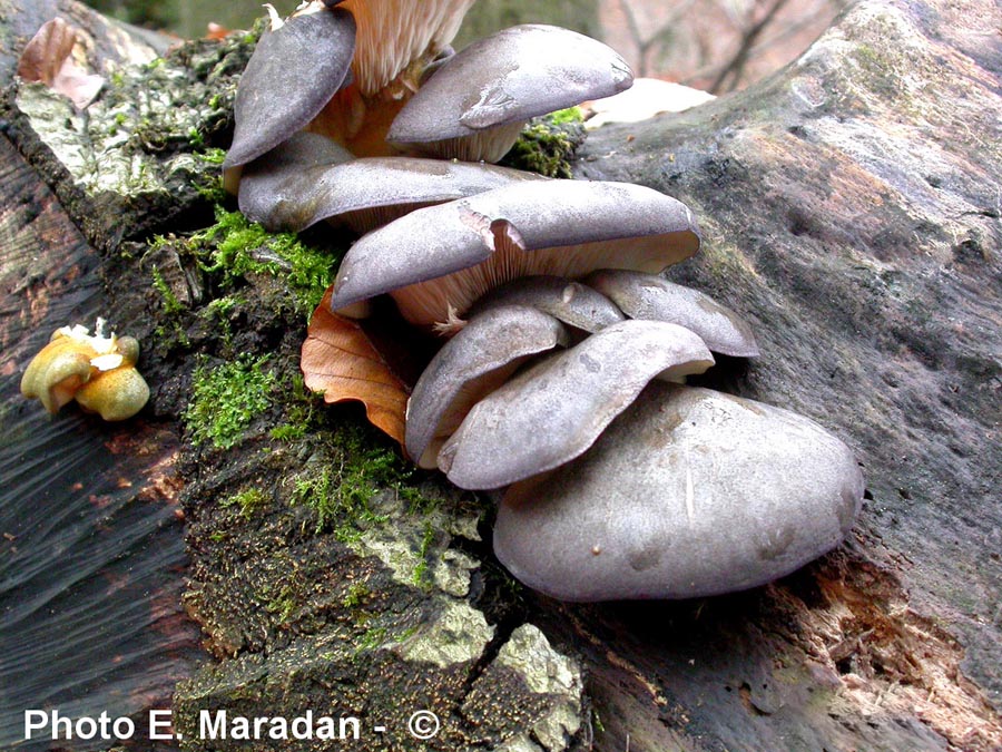 Panellus serotinus (Sarcomyxa serotina)