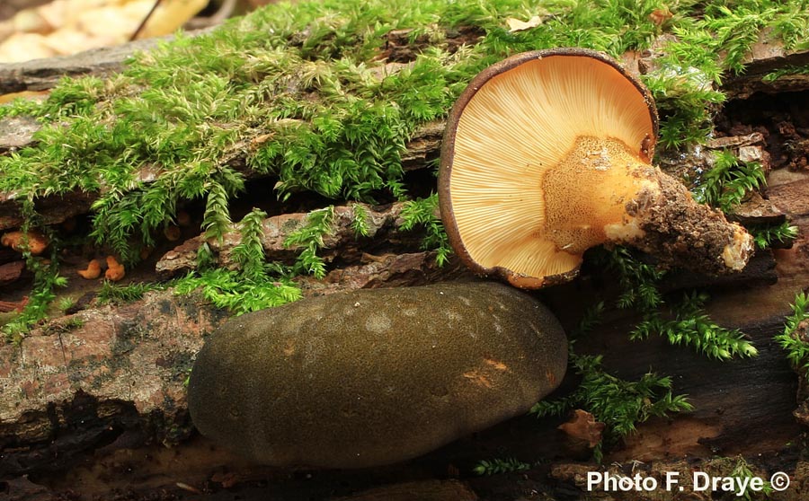 Panellus serotinus (Sarcomyxa serotina)