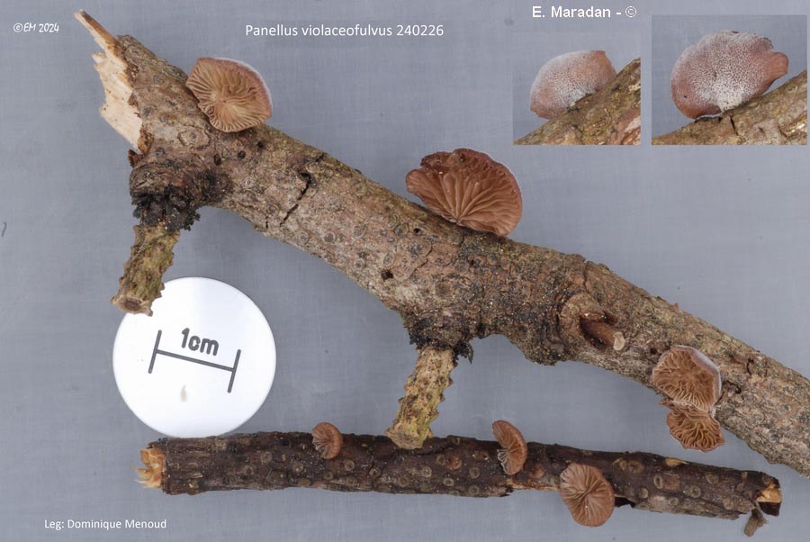 Panellus violaceofulvus