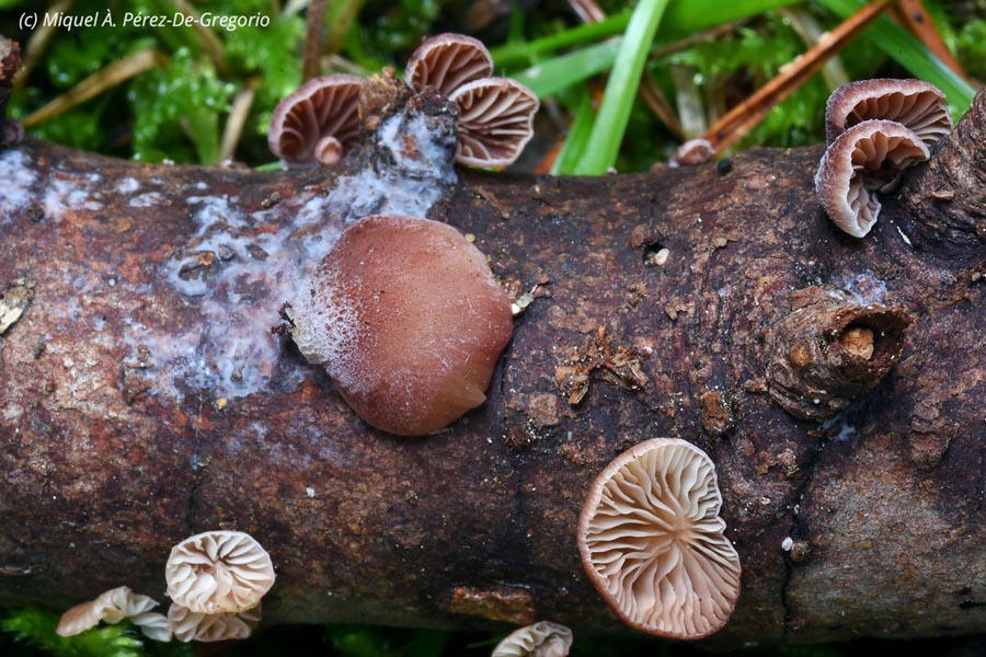 Panellus violaceofulvus