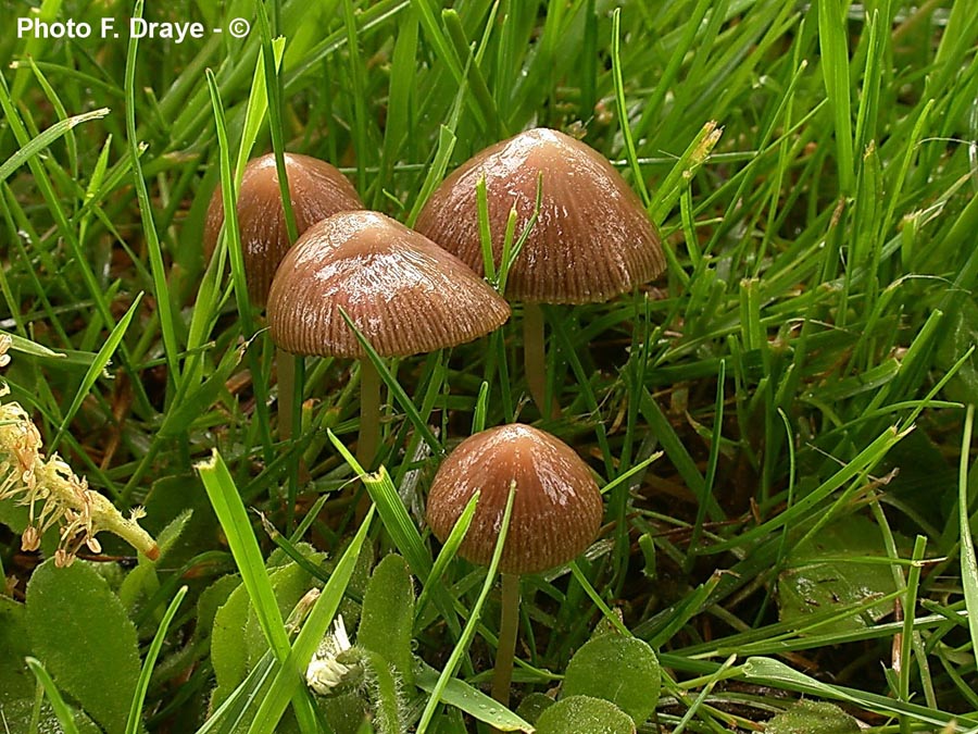 Panaeolus (= Panaeolina) foenisecii