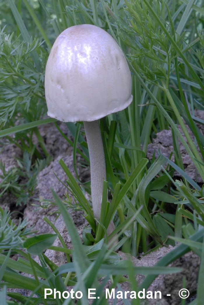 Panaeolus semiovatus