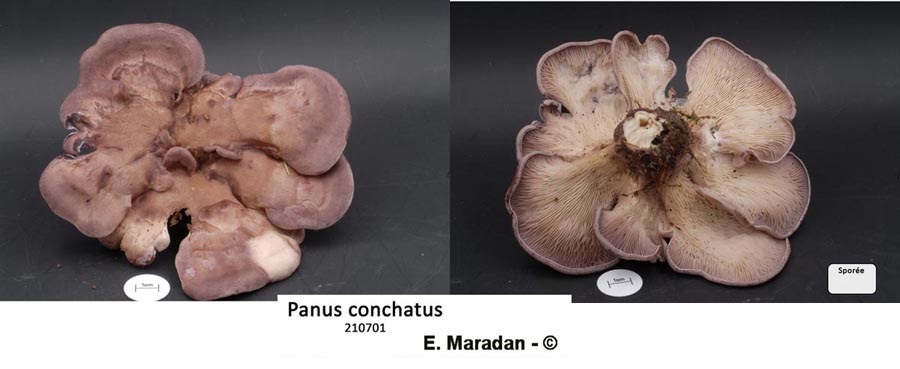 Panus conchatus