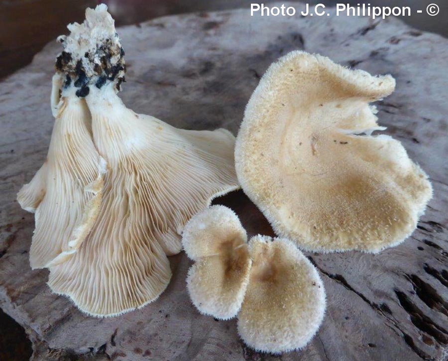 Lentinus strigosus (= Panus lecomtei, Panus rudis)