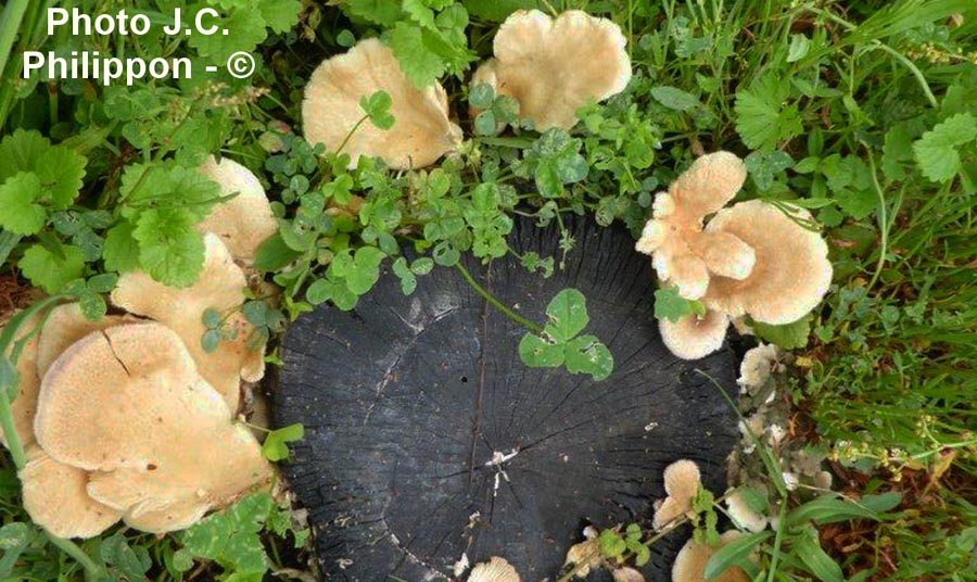 Lentinus strigosus (= Panus lecomtei, Panus rudis)