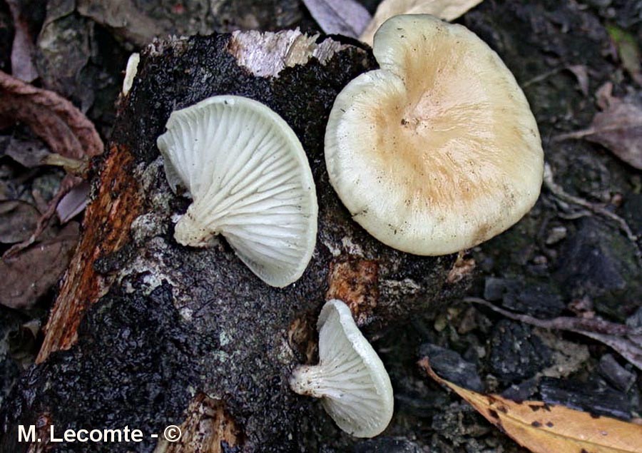 Panus suavissimus (Lentinus suavissimus, Neofavolus suavissimus)