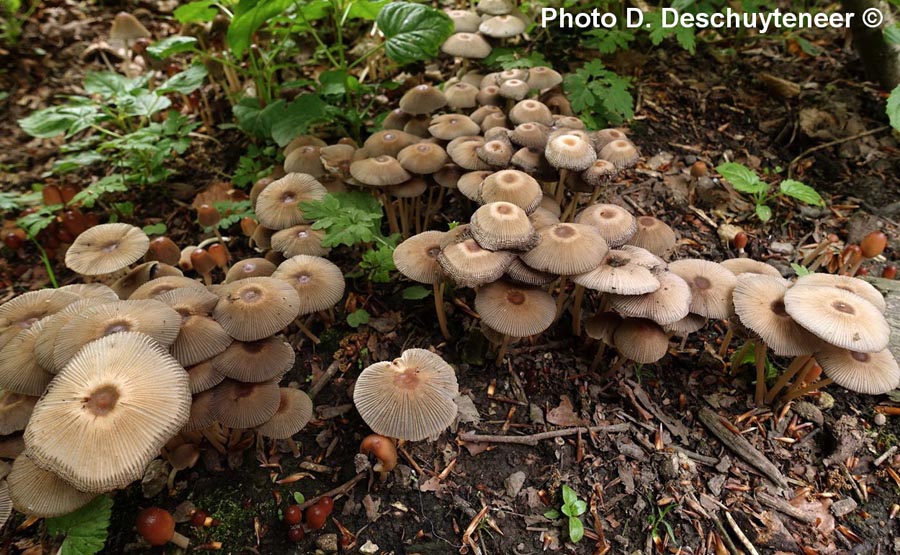 Parasola auricoma (Coprinus auricomus)