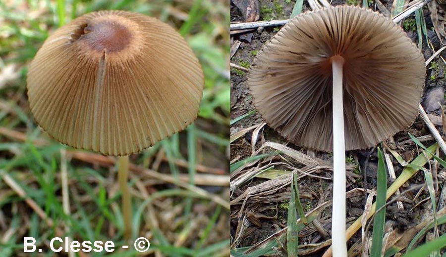 Coprinus kuehneri (Parasola kuehneri)