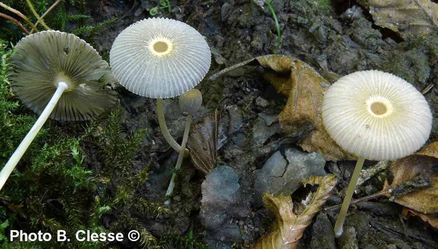 Coprinus leiocephalus (Parasola leiocephala)