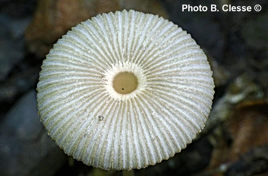 Coprinus leiocephalus (Parasola leiocephala)