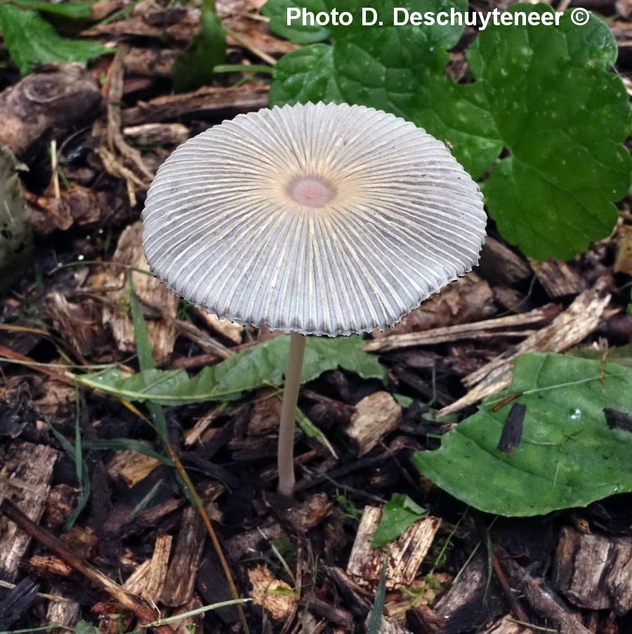 Coprinus lilatinctus (Parasola lilatincta)