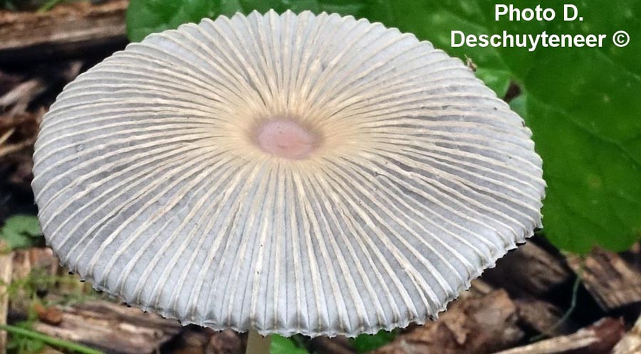 Coprinus lilatinctus (Parasola lilatincta)