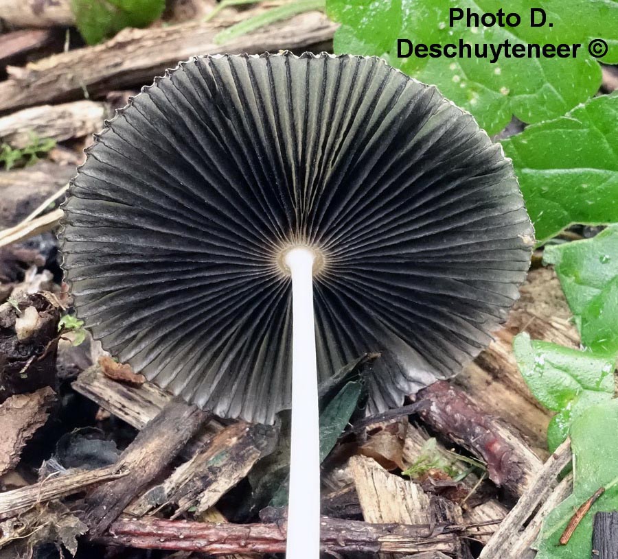 Coprinus lilatinctus (Parasola lilatincta)