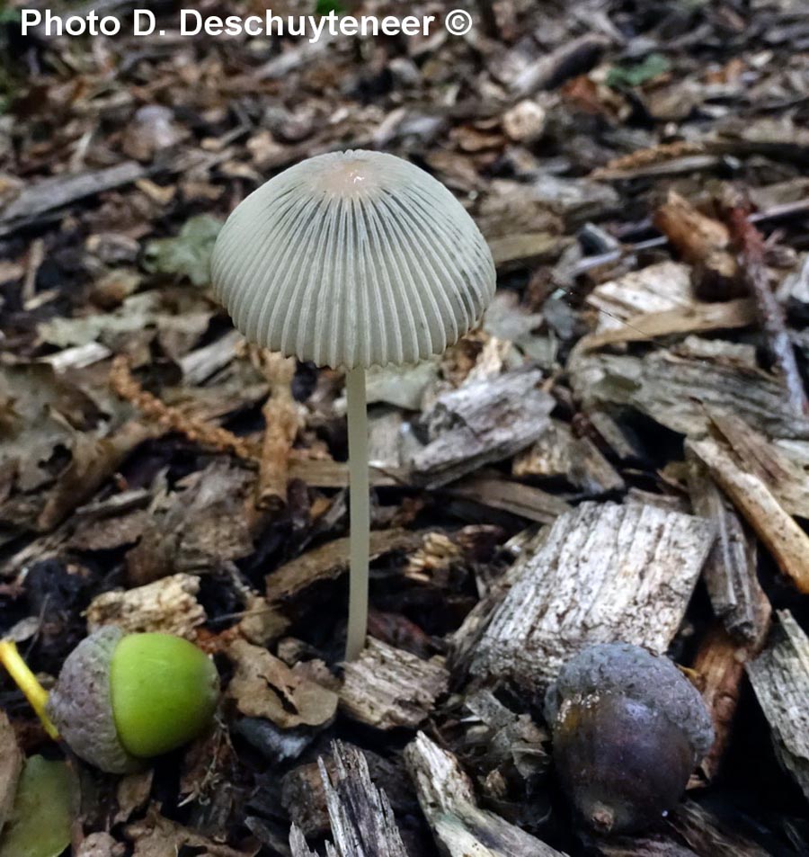 Coprinus lilatinctus (Parasola lilatincta)