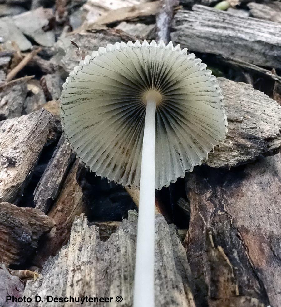 Coprinus lilatinctus (Parasola lilatincta)