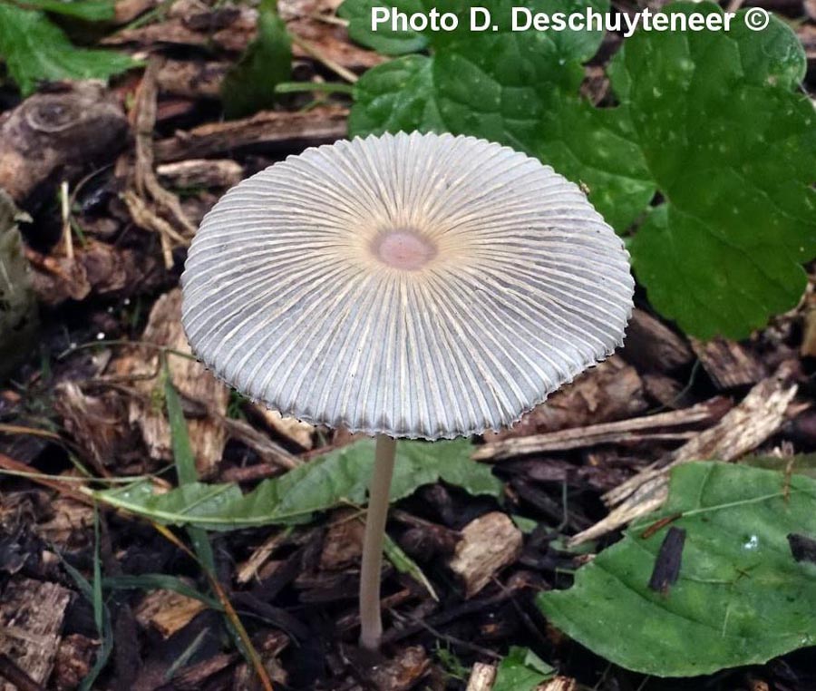 Parasola lilatincta (Coprinus lilatinctus)