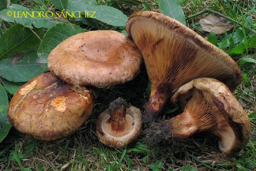 Paxillus-ammoniovirescens