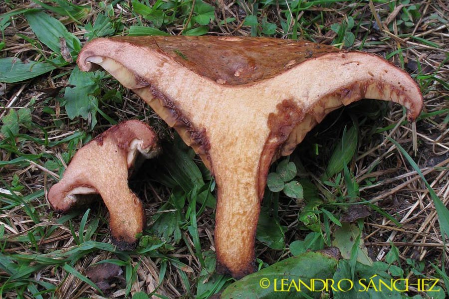 Paxillus ammoniovirescens