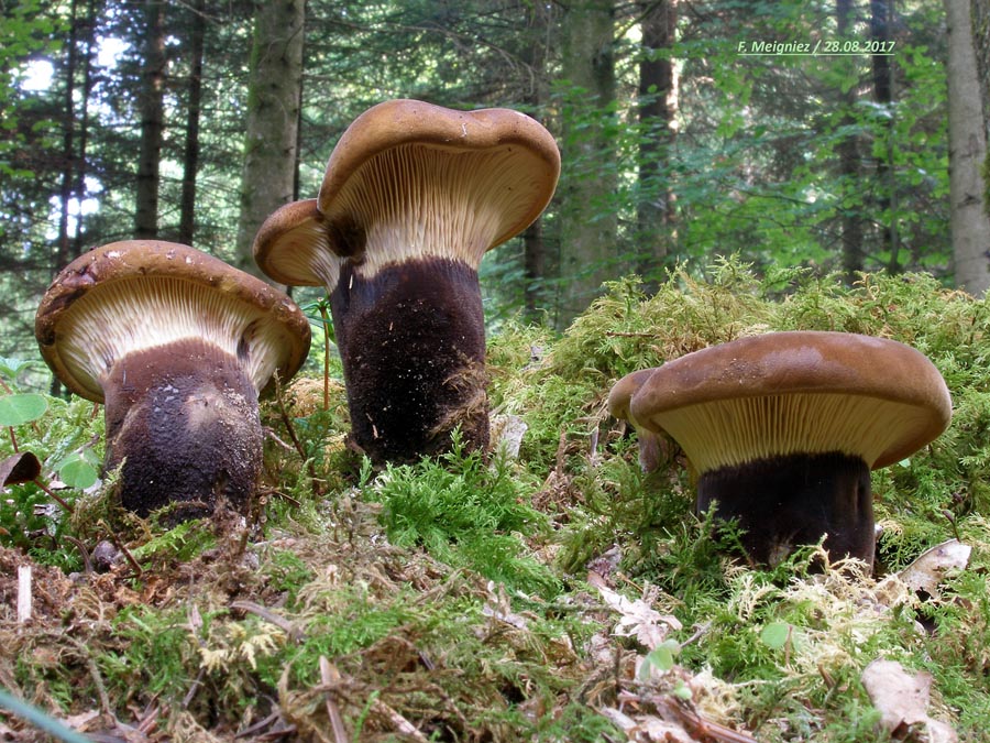 Paxillus atrotomentosus (Tapinella atrotomentosa)