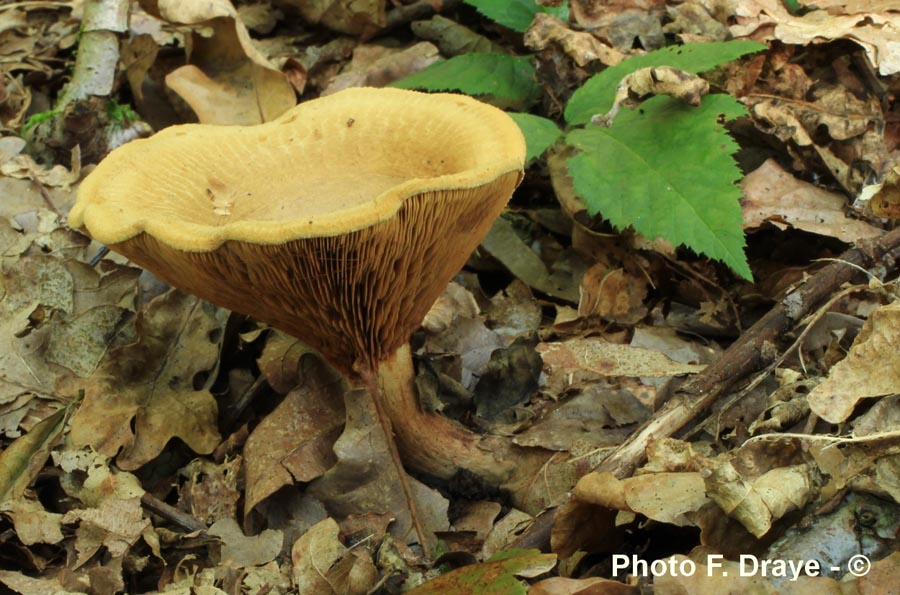 Paxillus filamentosus (Paxillus rubicundulus