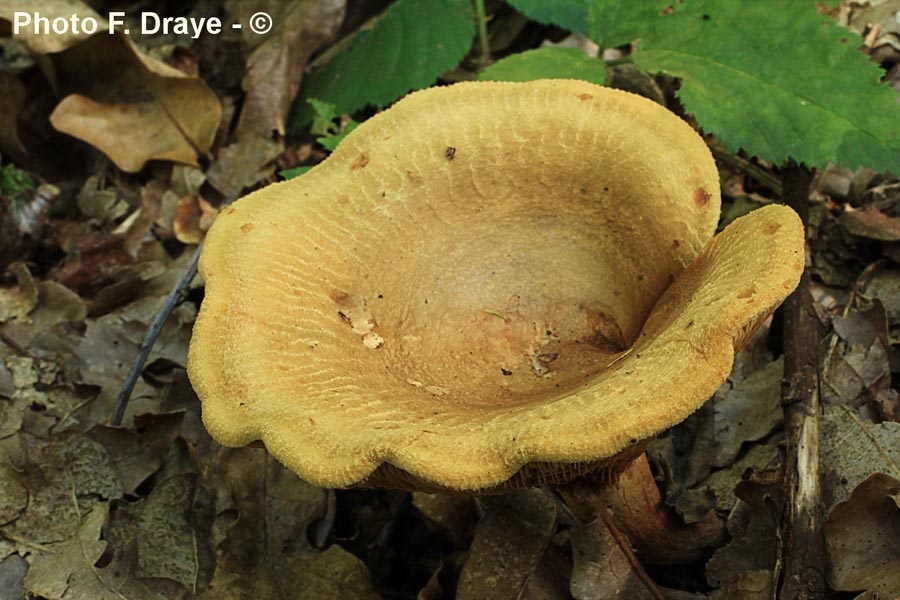 Paxillus filamentosus (Paxillus rubicundulus